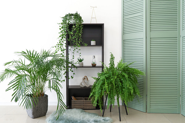 Image Of Modern Room Decorated With Indoor Plants