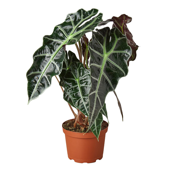 Image Of Alocasia Morocco - African Mask Plant