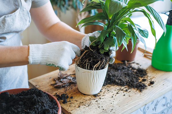 Image Of Re-Potting A Plant With The Best Potting Soil