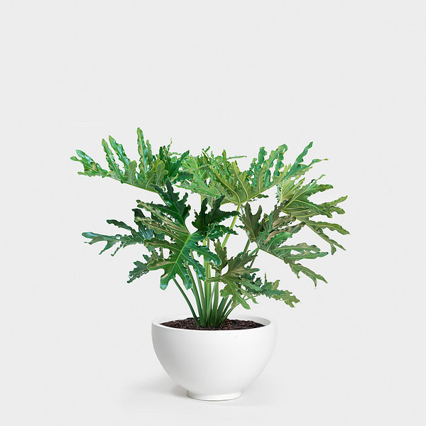 Image Of Philodendron Hope In Whit Planter