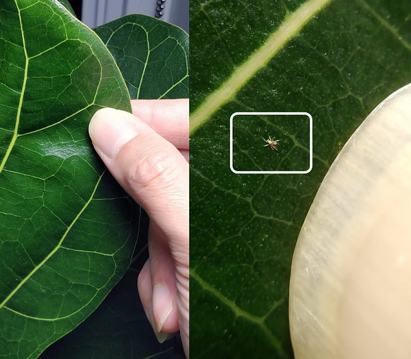 Image Of Indoor Plant Leaf With Spider Mites Showing Pests And Plant Damage