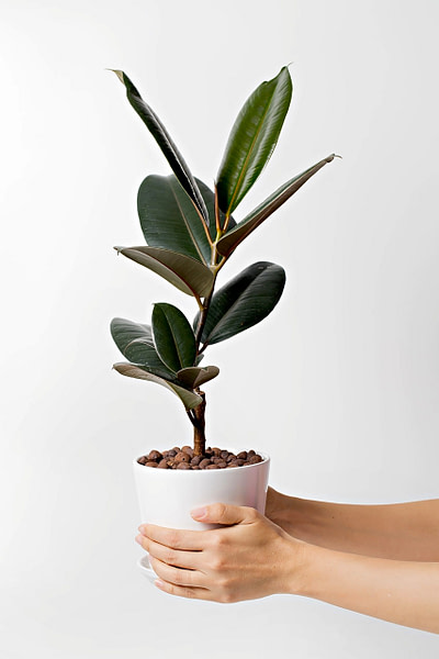 Image Of A Medium Rubber Plant In A White Pot. The Image Is Being Held Up By A Person.
