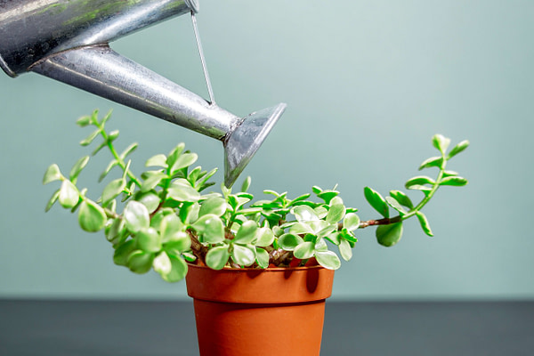 Image Of Small Indoor Plants In Small Pot With Silver Watering Can