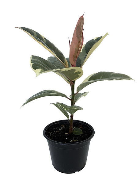 Image Of Rubber Plant Tineke