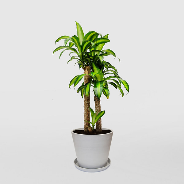 Image Of Happy Plant - Dracaena