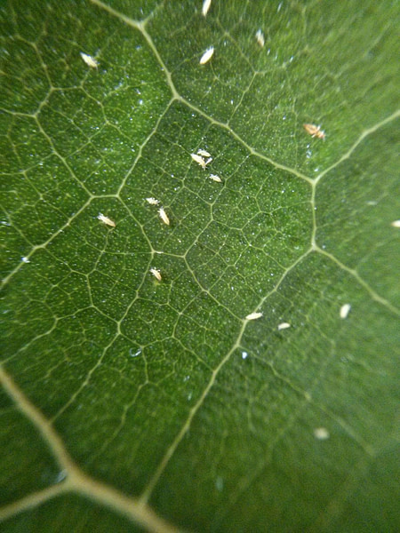 Image Of A Leaf With Common Pests And Damage From A Thrips Bug Which Cause Problems For Indoor Plants
