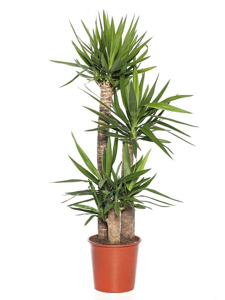 Image Of Spineless Yucca Plant