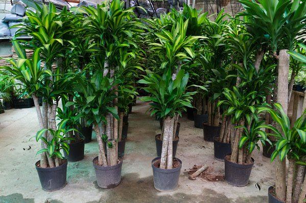 Image Of Number Of Happy Plant Dracaena 