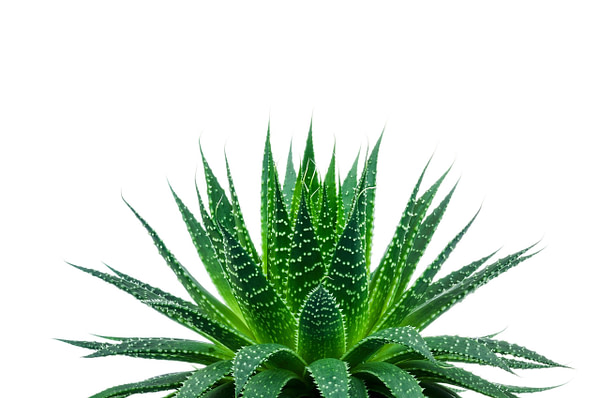 Close Image Of Aloe Plant