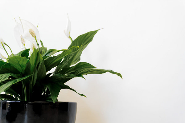 Image Of Peace Lily Plant