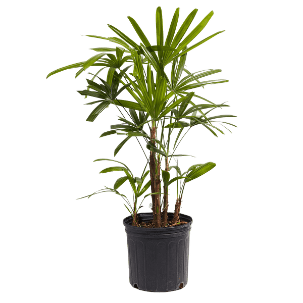 Image Of Rhapis Excelsa Lady Palm Plant
