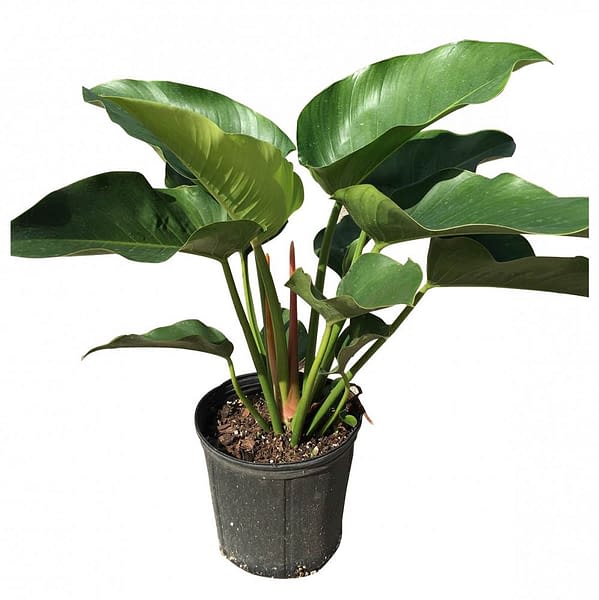 Image Of Green Leaf Congo Philodendron 